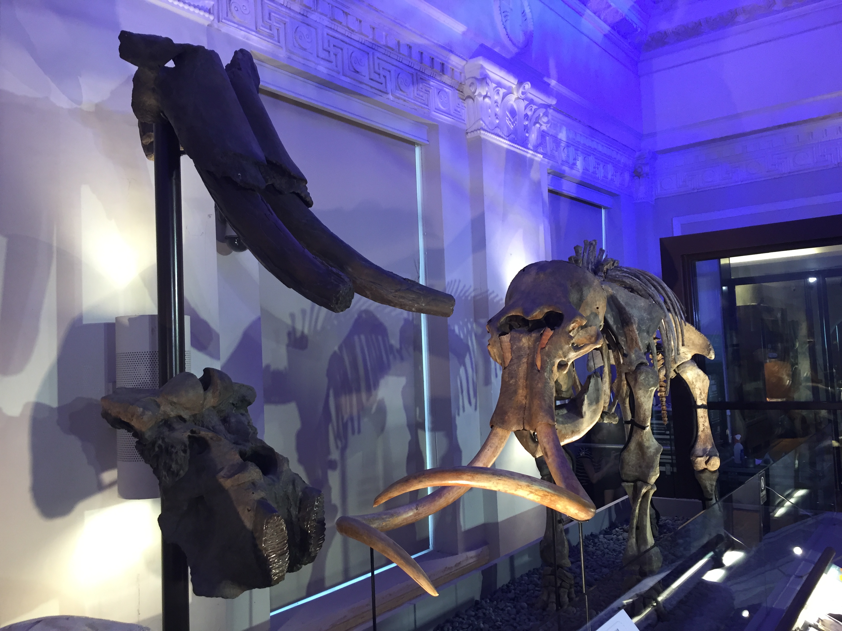 【図録・自然】貝殻的故事　国立台湾博物館（台湾） 図録・自然】貝殻的故事国立台湾博物館（台湾）